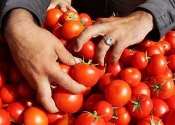 نقيب الفلاحين: كيلو الطماطم هيوصل لـ15 جنيها.. والزيادة مستمرة لعيد الفطر