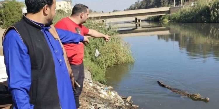 اصطياد تمساح قرية السدرة بالشرقية.. والأجهزة التنفيذية تعيد الطمأنينة للأهالي