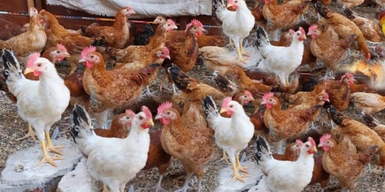 انخفاض سعر الفراخ اليوم الخميس 25 ديسمبر 2025