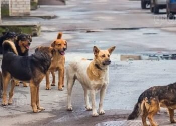 مأوى جديد وتأهيل بيطري.. القاهرة تتبنى حلولاً مستدامة لمشكلة كلاب الشوارع
