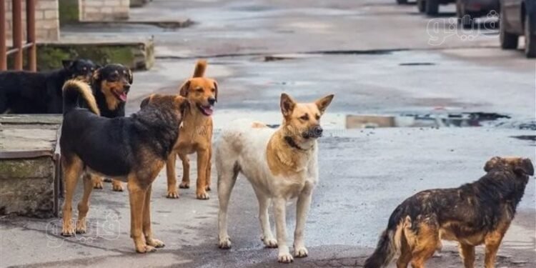 مأوى جديد وتأهيل بيطري.. القاهرة تتبنى حلولاً مستدامة لمشكلة كلاب الشوارع