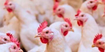 أسعار الدواجن والبيض اليوم السبت 20 ديسمبر 2025 في الأسواق