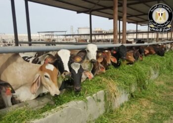 المركز الإعلامي لمجلس الوزراء يوضح حقيقة نفوق 500 رأس ماشية بمحافظة المنوفية