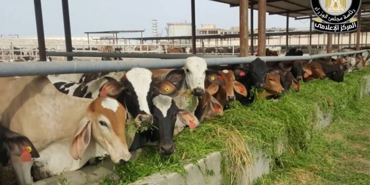 المركز الإعلامي لمجلس الوزراء يوضح حقيقة نفوق 500 رأس ماشية بمحافظة المنوفية