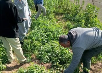 وزير الزراعة: لا خسائر في المحاصيل ولا منازل مهددة بسبب النمل الأبيض