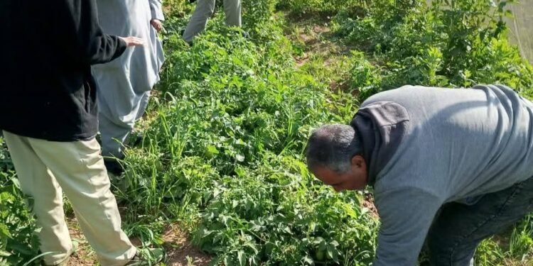 وزير الزراعة: لا خسائر في المحاصيل ولا منازل مهددة بسبب النمل الأبيض