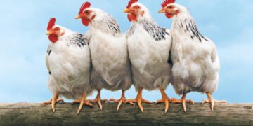 ارتفاع سعر الفراخ اليوم الأحد 11 يناير 2026