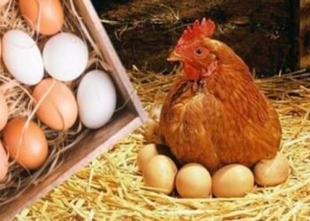 أسعار الدواجن والبيض اليوم السبت 24 يناير 2026