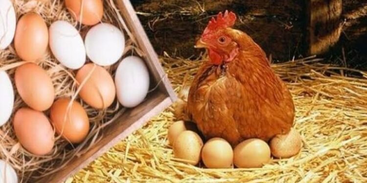 أسعار الدواجن والبيض اليوم السبت 24 يناير 2026