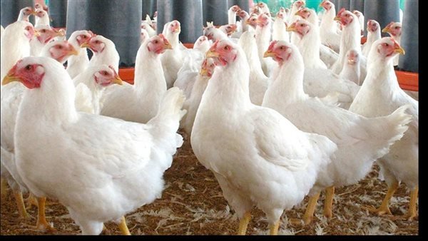 بعد ارتفاع أسعار الفراخ.. وزير الزراعة يزف بشرى سارة قبل شهر رمضان