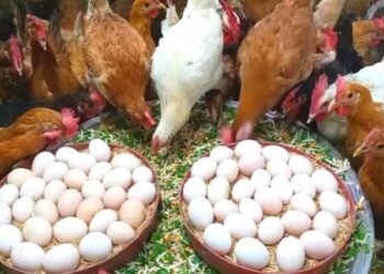 تراجع ملحوظ في أسعار الدواجن والبيض اليوم الثلاثاء 20 يناير 2026