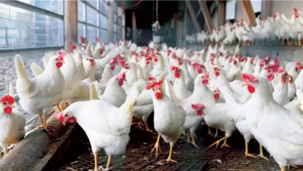 رئيس شعبة الدواجن: توقع ارتفاع سعر كيلو الدواجن إلى 90 جنيهًا خلال رمضان