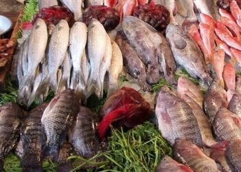 أسعار الأسماك في الأسواق المصرية اليوم الجمعة