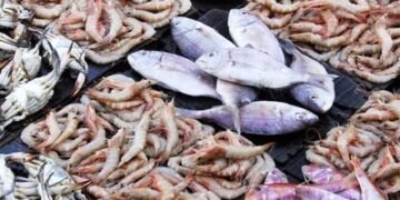 أسعار الأسماك اليوم الأحد 4 يناير 2026 في سوق العبور