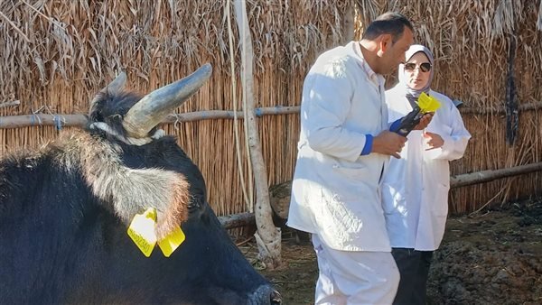 تحصين 33 ألف رأس ماشية ضد الحمى القلاعية والوادي المتصدع بالبحيرة