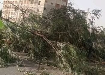 سقوط شجرة و4 أعمدة إنارة في الشرقية بسبب سوء الأحوال الجوية