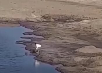 الأمن يفحص فيديو لإلقاء مجموعة شباب كلبا في المياه ببورسعيد