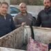 ضبط 155 كجم لحوم غير صالحة للاستهلاك الآدمي بالتزامن من احتفالات العام الجديد بمدينة السادات