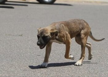 العثور على جنين داخل فم كلب ضال ببولاق الدكرور