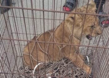 ضبط أسد صغير داخل مزرعة ملك أجنبي بالبدرشين