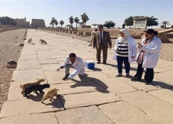 الزراعة: تحصين أكثر من 2500 كلب شارع وتعقيم 162 منذ يناير