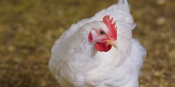 ارتفاع ملحوظ في سعر الفراخ اليوم الخميس 1 يناير 2026