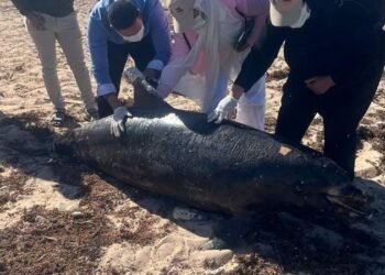 وزيرة التنمية المحلية والبيئة: دفن درفيل نافق برأس غارب وفق الاشتراطات البيئية