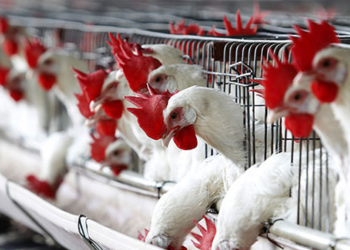 الزراعة: مصر تحقق اكتفاءً ذاتيًا من الدواجن بنسبة 97%