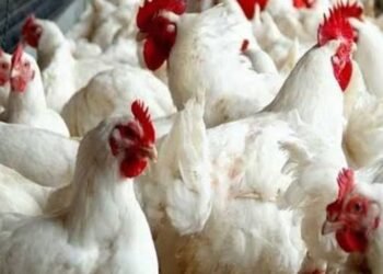 رئيس شعبة الدواجن يكشف أسباب ارتفاع الأسعار