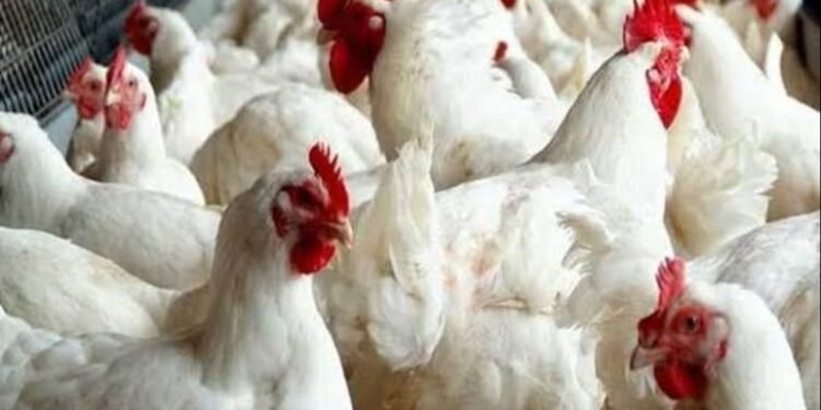 رئيس شعبة الدواجن يكشف أسباب ارتفاع الأسعار
