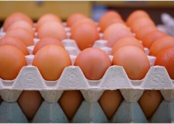أسعار البيض في مصر.. الطبق من 118 جنيهًا بالمزرعة و140 للمستهلك