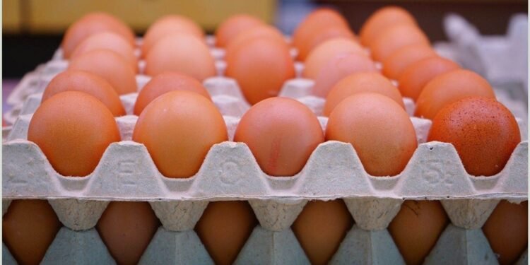 أسعار البيض في مصر.. الطبق من 118 جنيهًا بالمزرعة و140 للمستهلك