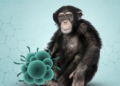 الصحة العالمية: رصد حالتين لسلالة مُعاد تركيبها من فيروس جدرى القرود