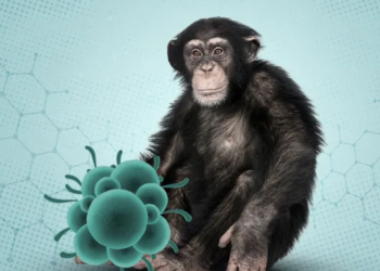 الصحة العالمية: رصد حالتين لسلالة مُعاد تركيبها من فيروس جدرى القرود