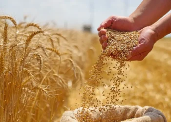 الزراعة: توفير كافة احتياجات مزارعي القمح من التقاوي عالية الإنتاجية والأسمدة