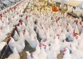 رئيس شعبة الدواجن يكشف أسباب قفزة الأسعار وموعد انخفاضها