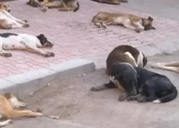 الحبس 6 أشهر لمواطن بحدائق الأهرام بعد تعديه على الكلاب