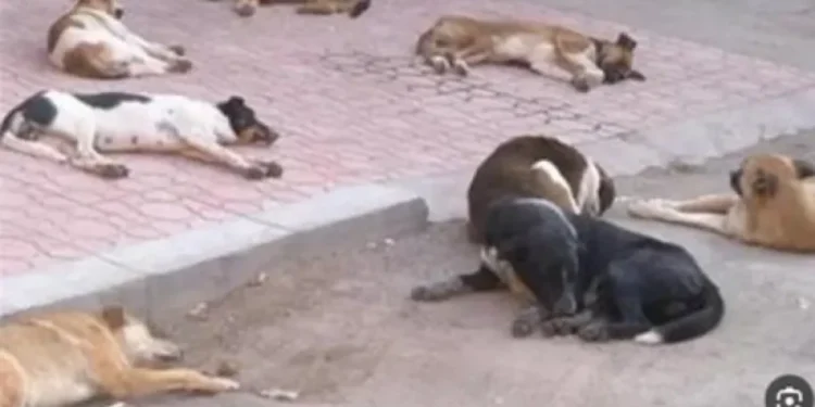 الحبس 6 أشهر لمواطن بحدائق الأهرام بعد تعديه على الكلاب