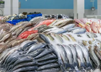 أسعار الأسماك