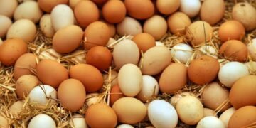 أسعار البيض اليوم..الأحمر والأبيض يتراوح بين 110 و120 جنيهًا للطبق في الأسواق