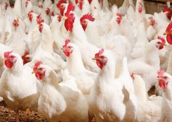 ارتفاع أسعار الدواجن اليوم الجمعة 20 فبراير 2026