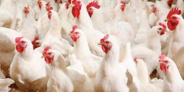 أرتفاع أسعار الدواجن اليوم الجمعة 20 فبراير 2026