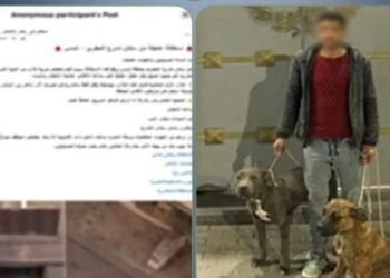 بسبب “فيديو القطة”.. الأمن يضبط عاطلاً حرض كلابه على الفتك بقطة في الإسكندرية