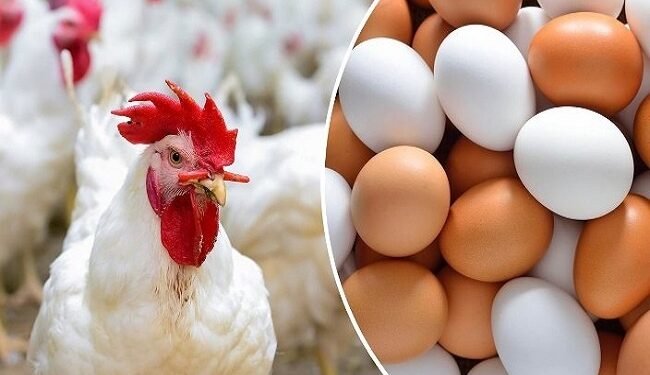 استقرار أسعار الفراخ والبيض اليوم الجمعة 13 مارس 2026 في الأسواق