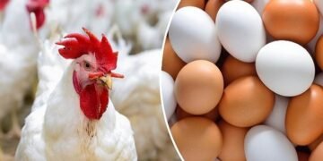 استقرار أسعار الفراخ والبيض اليوم الثلاثاء 3 مارس