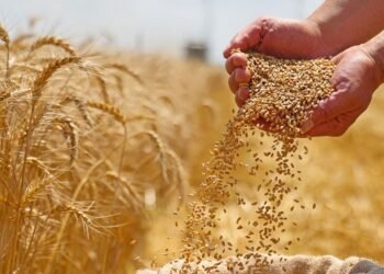 أرقام مفاجئة في إنتاج القمح المصري خلال الموسم الجديد