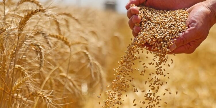 أرقام مفاجئة في إنتاج القمح المصري خلال الموسم الجديد