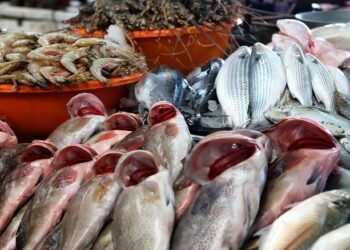 استقرار أسعار الأسماك اليوم 3 مارس 2026 في سوق العبور