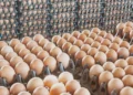 استقرار أسعار البيض في الأسواق المحلية اليوم الأحد 29 مارس 2026