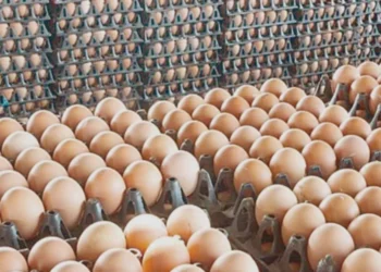 استقرار أسعار البيض في الأسواق المحلية اليوم الأحد 29 مارس 2026